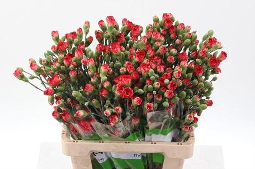 Dianthus tros overig