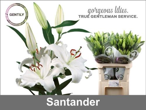 Lilium Oriental Grp 'Santander'