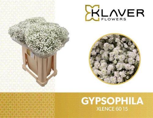Gypsophila paniculata Xlence