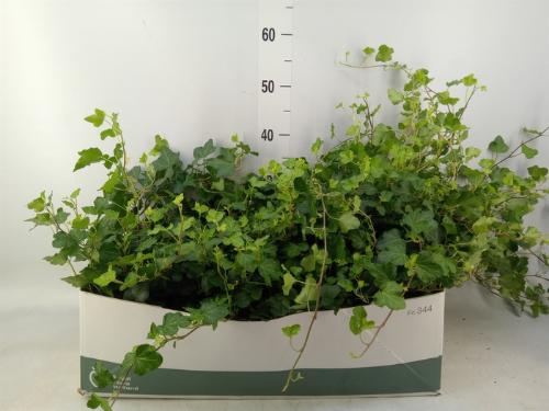 Hedera helix 'Wonder'