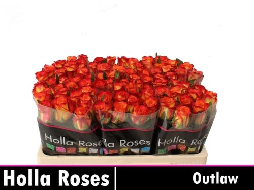 Rosa grootbloemig Outlaw!