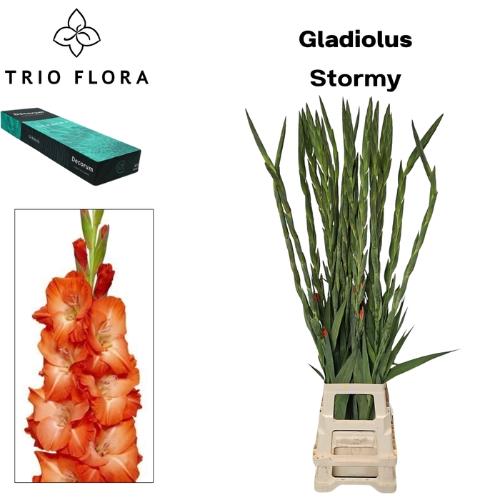 Gladiolus (Large-flowered Grp) 'Stormy'
