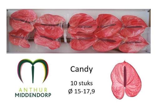 Anthurium Andreanum Grp Candy