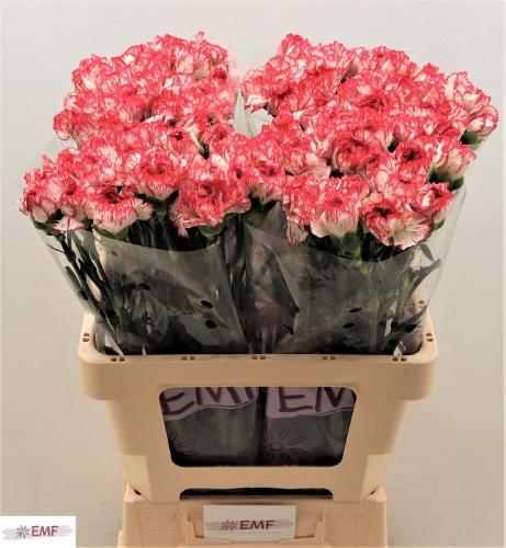 Dianthus standaard Coralie