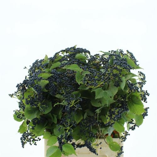 Viburnum dentatum per tak 'Blueberry Hill'