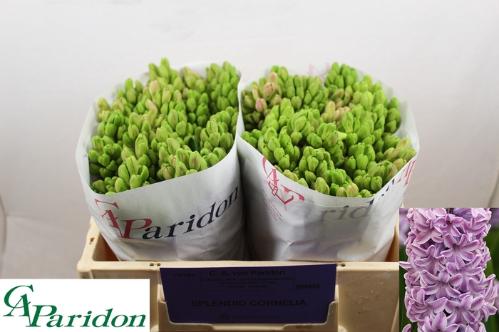 Hyacinthus orientalis 'Splendid Cornelia'