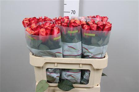 Rosa grootbloemig Helene