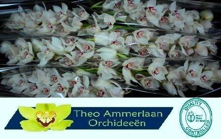 Cymbidium grootbloemig per tak 'Mazurka'
