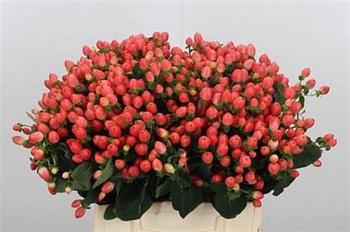 Hypericum x inodorum Magical Royal Princess