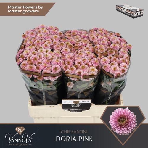 Chrysanthemum Indicum Grp tros santini Aaa Doria Pink