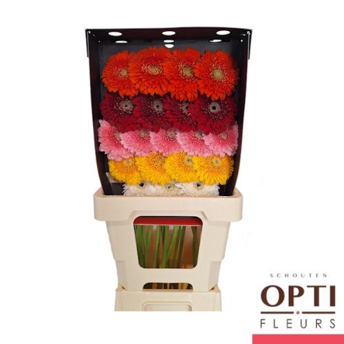 Gerbera Pomponi gemengd 2 kleuren