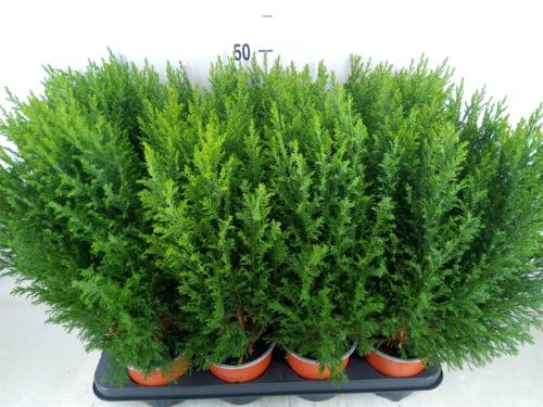 Chamaecyparis lawsoniana 'Ellwoodii'