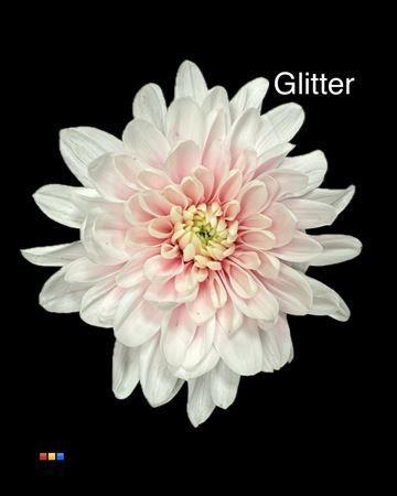 Chrysanthemum Indicum Grp tros kas kleurbehandeld H%