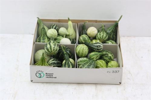 Cucurbita pepo