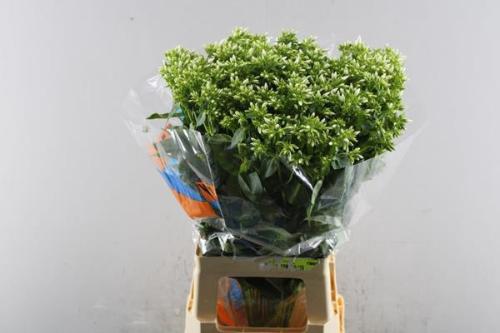 Phlox Paniculata Grp Whitecap