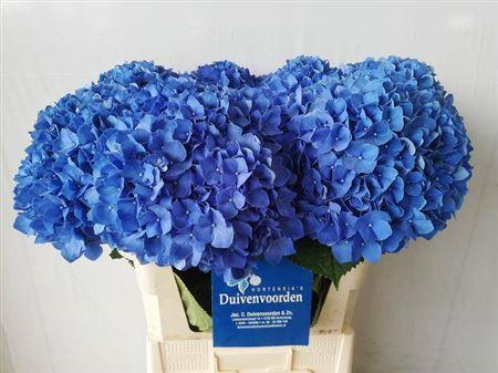 Hydrangea macrophylla 'Pimpernel'