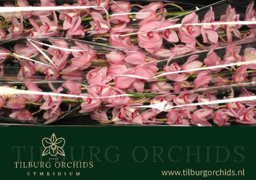 Cymbidium grootbloemig per tak 'Pink Briljant'