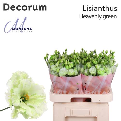 Eustoma russellianum gevuldbloemig overig