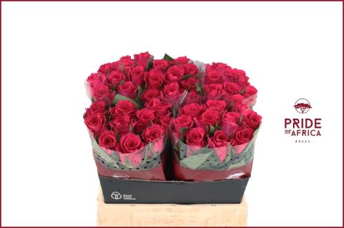 Rosa grootbloemig Xenon