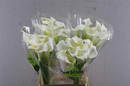 Zantedeschia 'Crystal Blush'