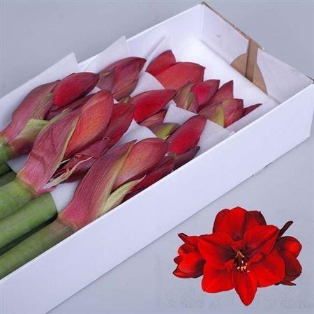 Hippeastrum (Galaxy Grp) 'Red Queen'