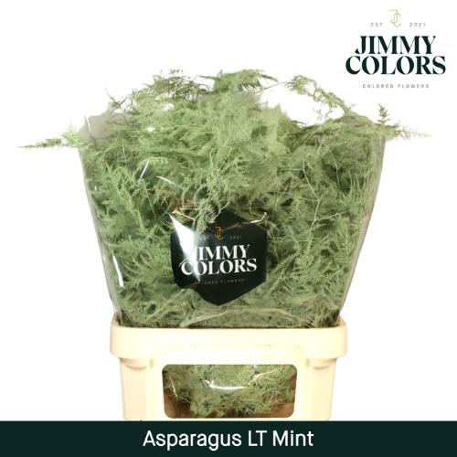 Asparagus overig kleurbehandeld H%