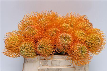 Leucospermum 'Jelena'