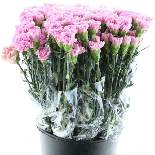 Dianthus standaard 'Akela'