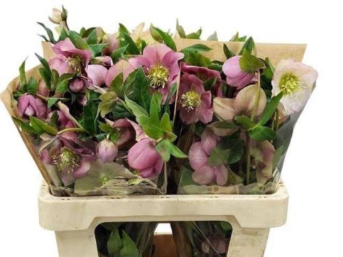 Helleborus 'Queens Light Pink'