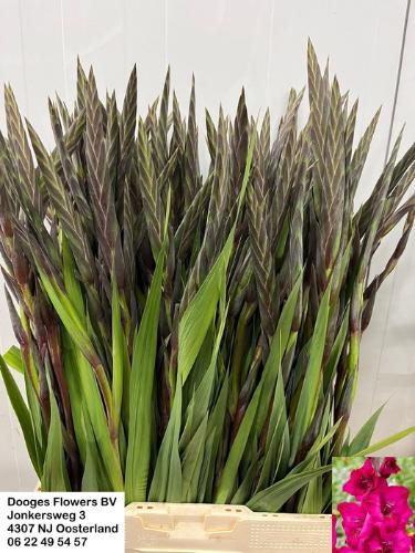 Gladiolus (Large-flowered Grp) 'Natan'
