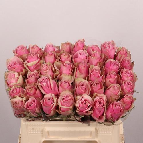 Rosa grootbloemig Athena Royale