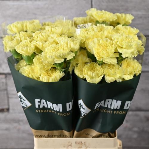 Dianthus standaard overig