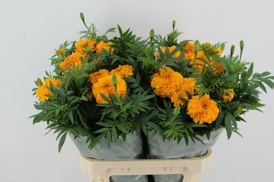 Tagetes (Erecta Grp) 'Coco Yellow'