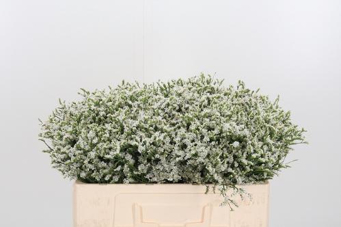 Limonium sinense Sensy Tip Top