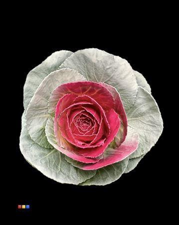 Brassica oleracea kleurbehandeld H%