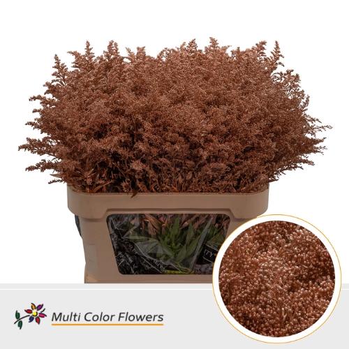 Solidago kleurbehandeld H%