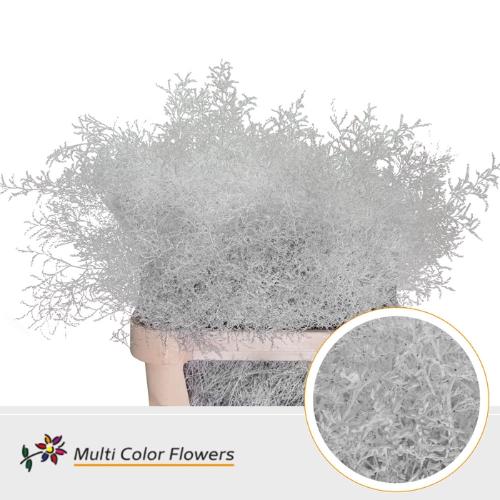 Limonium overig kleurbehandeld H%