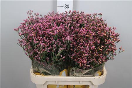 Limonium sinense Tiffany Diamond