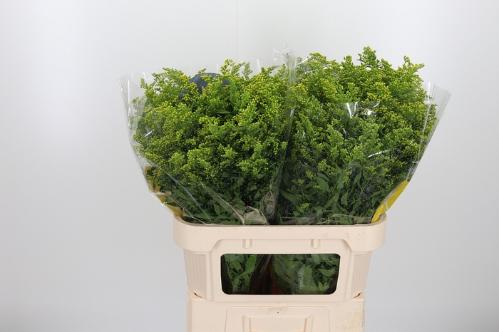 Solidago Carzan Glory