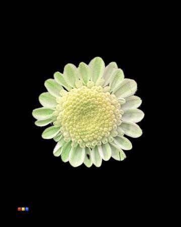 Chrysanthemum Indicum Grp tros kas kleurbehandeld H%