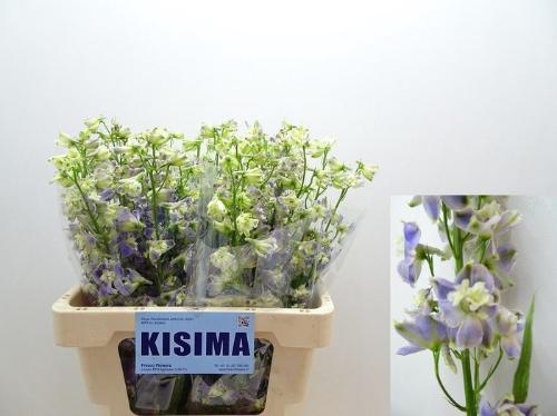Delphinium enkelbloemig 'Trick'