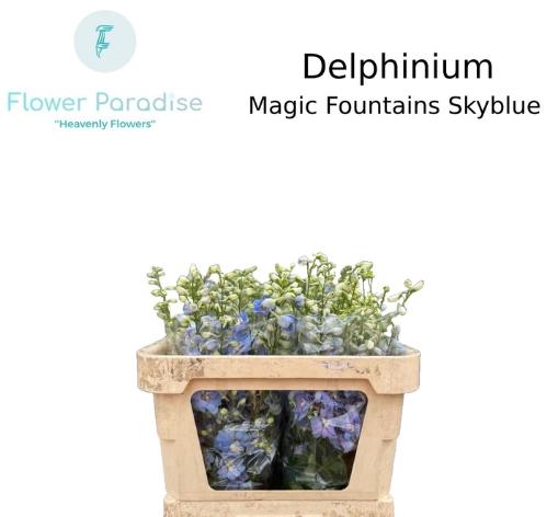 Delphinium (Elatum Grp) 'Magic Fountains Skyblue Whitebee'