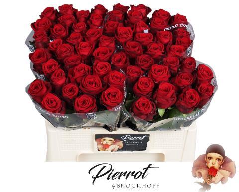 Rosa grootbloemig Red Naomi!
