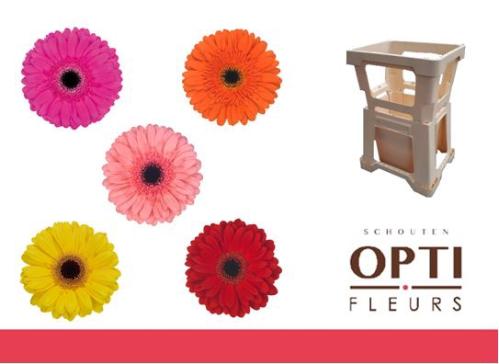 Gerbera grootbloemig gemengd op rij