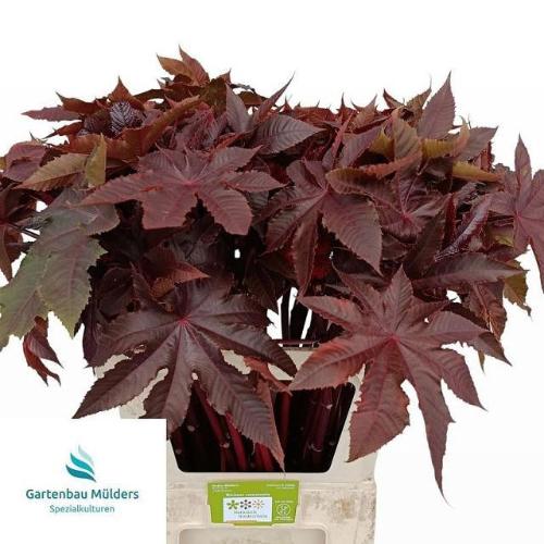 Ricinus communis