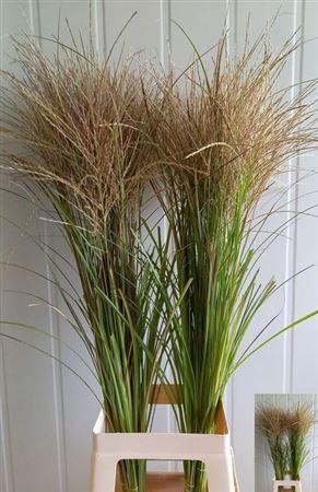 Miscanthus sinensis overig