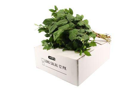 Gaultheria shallon per bos