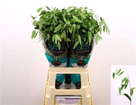 Chasmanthium latifolium 'Mantis'