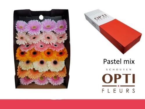 Gerbera grootbloemig overig