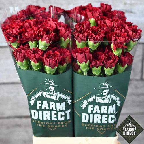 Dianthus standaard overig